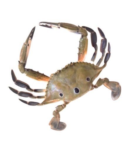 3-Spot Crab (3-স্পট কাঁকড়া)