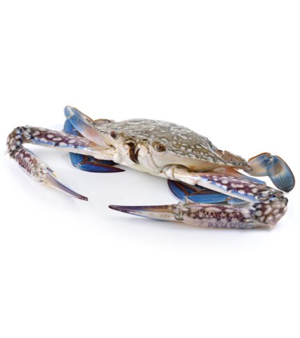 Blue Sun Crab (ব্লু সান ক্র্যাব)