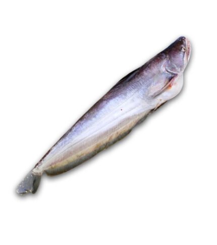 Wallago (বোয়াল)