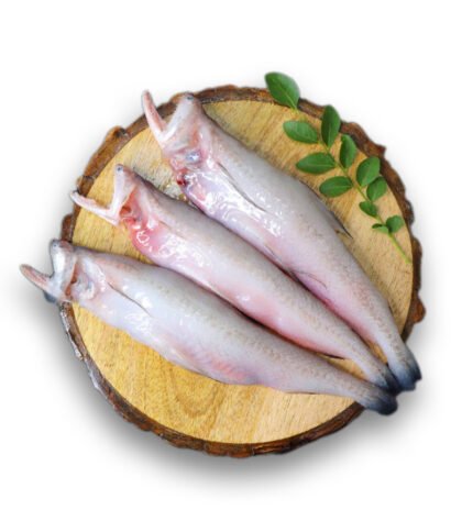 Bombay Duck (লইট্টা)
