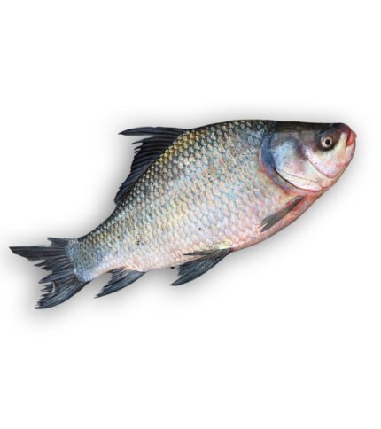 Catla (কাতলা)