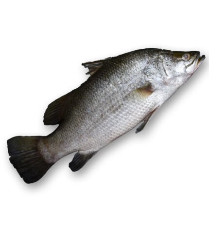 Barramundi (কোরাল)