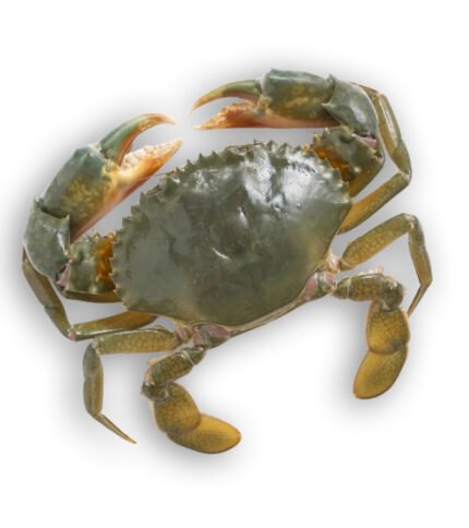 Mud Crab (মাড কাঁকড়া)