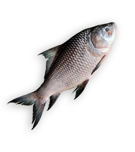 Rohu (রুই)