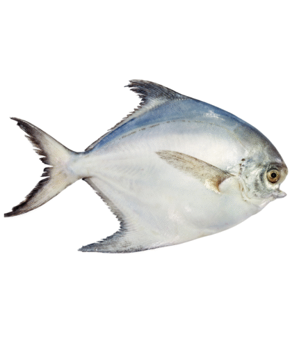 Silver Pomfret (রূপালী রুপচাঁদা)